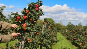 Dates announced for this year's Clonmel Applefest