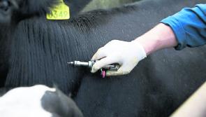 A new approach needed now for tackling TB in Irish agriculture urges Irish MEP 