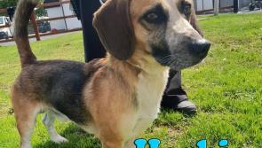 Mo Chara Animal Rescue: Handsome Herbie!