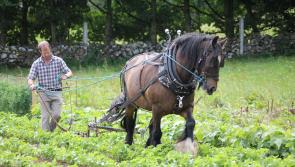 Cloughjordan hosts heritage farm day and apple festival