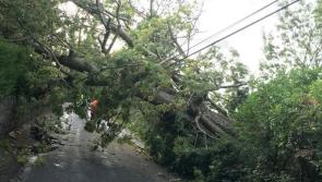 Health and Safety Authority (HSA) warns on danger posed by fallen trees after Storm Lorenzo