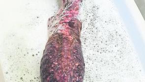 Mo Chara Animal Rescue - When help comes too late