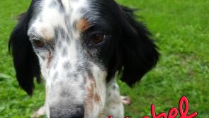 Mo Chara Animal Rescue - Motherly Mabel