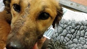 Outrage as dogs shot and savagely beaten in Tipperary animal cruelty case