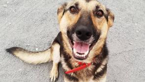 Mo Chara Animal Rescue: Brilliant Bella