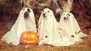 Dogs Trust issue Halloween tips for your pet