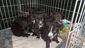 Mo Chara Animal Rescue issue urgent appeal for funds to aid Lurcher puppies