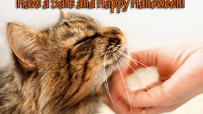 Mo Chara Animal Rescue: Lots of cats ready to give their love