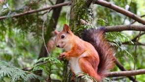 Cabragh Wetlands - Headlines, squirrels and hedgehogs