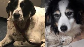 Tipperary dogs are re-united with their owners