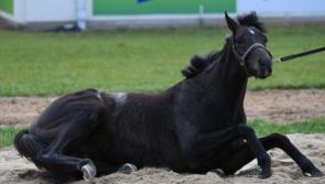 Breaking: Aidan O'Brien is 'very sad'as Cliffsofmoher is put down after Melbourne Cup in Australia.