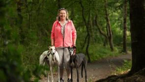 Work of Tipperary greyhound re-homer highlighted by the Irish Retired Greyhound Trust