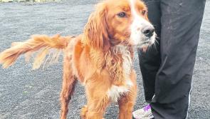 Mo Chara Animal Rescue - Striking Gold