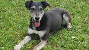 Mo Chara Animal Rescue