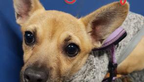 Mo Chara Animal Rescue: Sweet little Honey 
