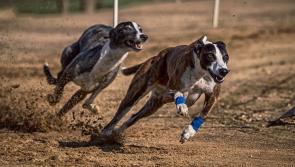 Greyhound racing: No slip ups for Bobsleigh in Dream Tipp Cup victory
