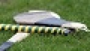 Cappa Gaels win Tipperary u-21 B final with late goal from sub Dara McCarthy