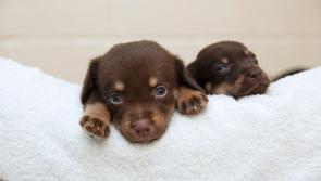 Dogs Trust will ‘Paws’ adoptions over the Christmas period