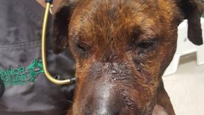 Mo Chara Animal Rescue: The vile practice of dog fighting 
