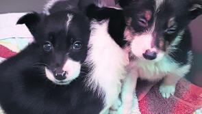 Deputy Martin Browne welcomes increased funding allocations for animal welfare centres
