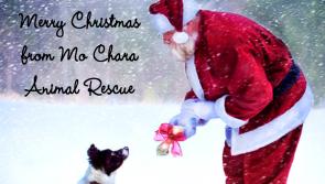 A Christmas story from Mo Chara Animal Rescue