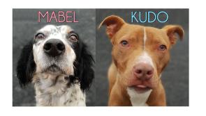 Mo Chara: Forever homes needed for Mabel and for Kudo