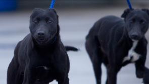 Tipperary landowners meet JPC on illegal coursing