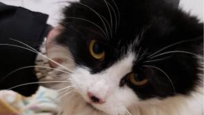 Mo Chara Animal Rescue: Little kitten Star is looking for her owner!