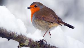 Snow is falling all around us - and so are candidates in the general election in Tipperary