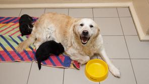 Tipperary dog owners are urged to neuter their pets in a new ‘Nicer to Neuter’ campaign from Dogs Trust