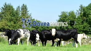 Dovea Genetics in Tipperary wish to recruit an Accounts Assistant
