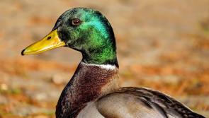 Love is in the water at Cabragh Wetlands