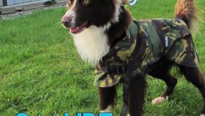 Mo Chara Animal Rescue deal with a kennel cough outbreak