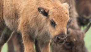 Baby European Bison born at Fota Wildlife Park