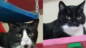  Mo Chara Animal Rescue: Ali and George, stunning feline friends need your help to find a forever home