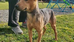 Mo Chara Animal Rescue:  Ruby, dumped puppies and an Easter Sunday walk