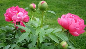 Gardening with James Vaughan: Gardens this week