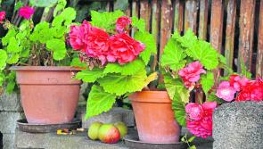 Gardening with James Vaughan: Keep gardening costs down