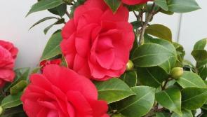 Gardening with James Vaughan: Give the gift of a flowering plant