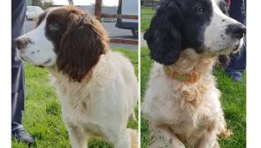 Mo Chara: Spring has sprung  - an admissions interview with Jingle and George