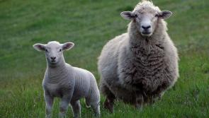 Warning issued to Tipperary farmers over predicted risk of infection in lambs 