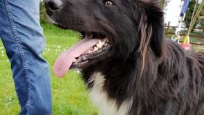 Mo Chara Animal Rescue: Handsome Henry