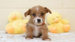 WARNING: Keep chocolate away from your dog this Easter