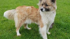 Mo Chara Animal Rescue: Super Siku
