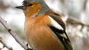 Nature dates for your diary