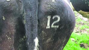 Tipperary farmers reminded now is the time to freeze brand