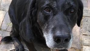 Mo Chara Animal Rescue: Age is only a number!
