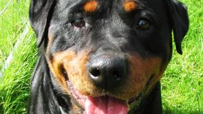 Mo Chara Animal Rescue:  Summer time skin care