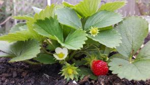 Gardening with James Vaughan: Re-potting plants and strawberry season