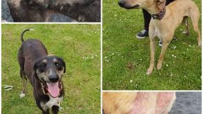 Mo Chara Animal Rescue:  Homes for Sasha & Anna 